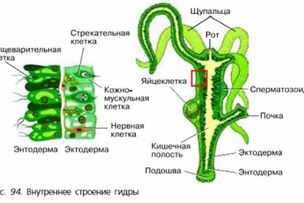 Кракен сообщество